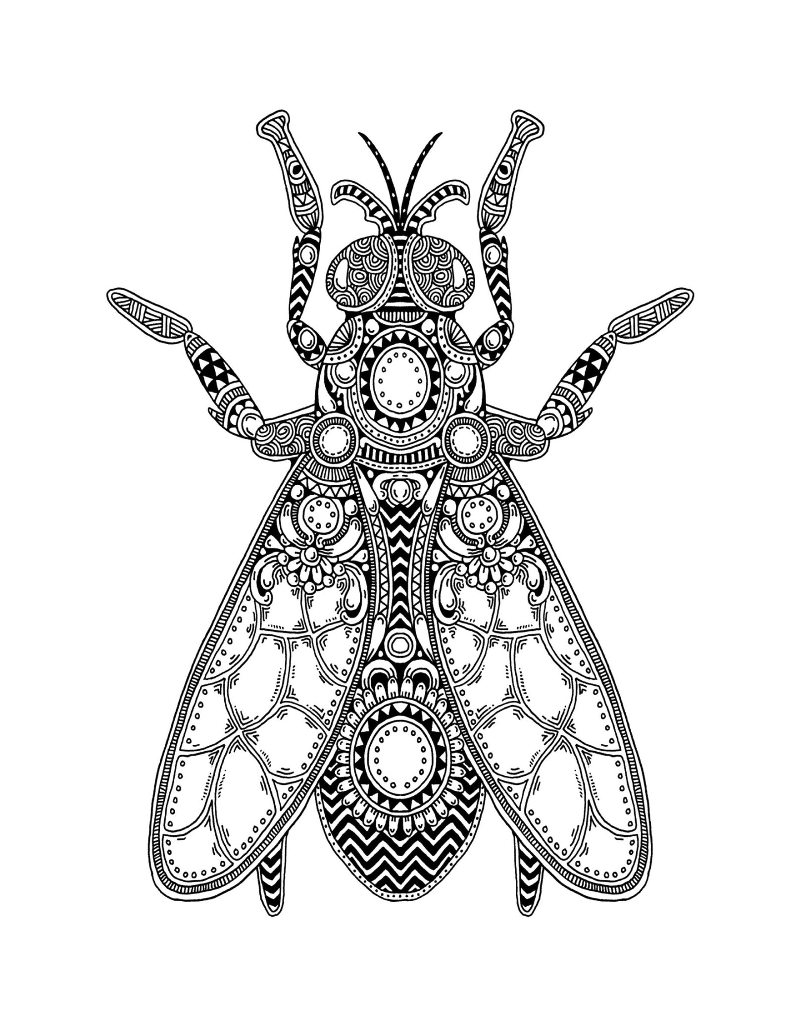 Coloriage Mouche, Mandala de Mouche, un dessin insecte anti-stress gratuit à imprimer sur iColorify.com