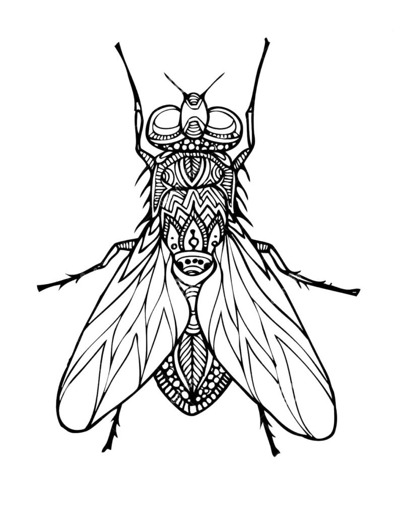 Coloriage mandala, Zentangle Mouche, un dessin insecte anti-stress gratuit à imprimer sur iColorify.com